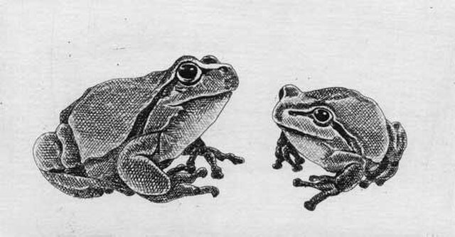 二匹の蛙/ 銅版画（額あり） | iichi 日々の暮らしを心地よくする