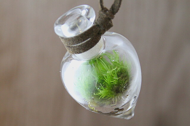【再出品】苔リウムペンダントの画像1枚目