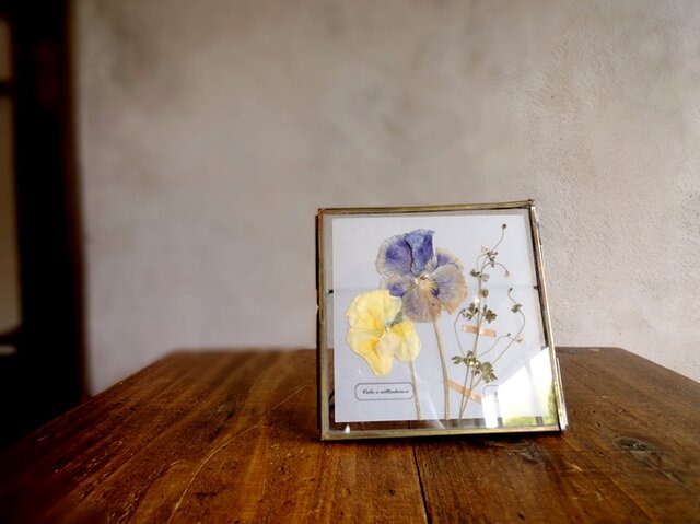 植物標本 ■押し花フレーム■パンジーとオニタラビコ Aの画像1枚目