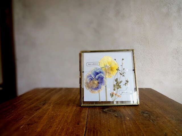 植物標本 ■押し花フレーム■パンジーとオニタラビコ Cの画像1枚目