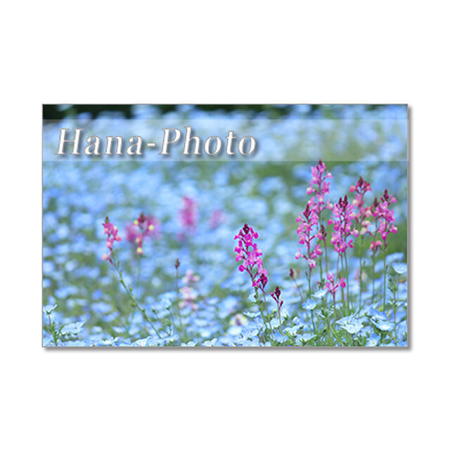 1351）花のある風景 1 ポストカード5枚組 | iichi ハンドメイド