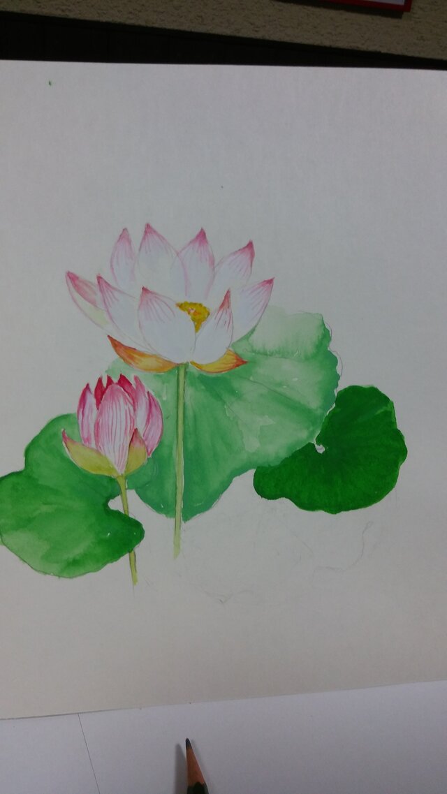 涼しげなハスの花ですの画像1枚目
