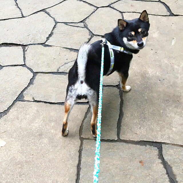 蓄光 パラコード ４つ編み リード 7色 小型犬 猫 フェレット 130cm 高操作性 ドッグリード Iichi ハンドメイド クラフト作品 手仕事品の通販