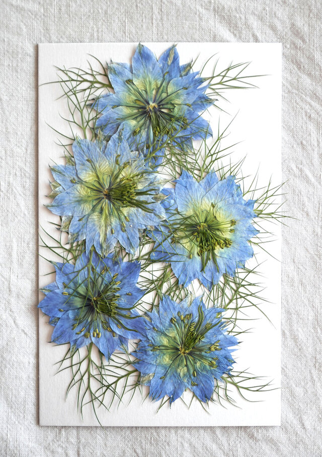 爽やかなブルー ニゲラ5輪 押し花パックの画像1枚目