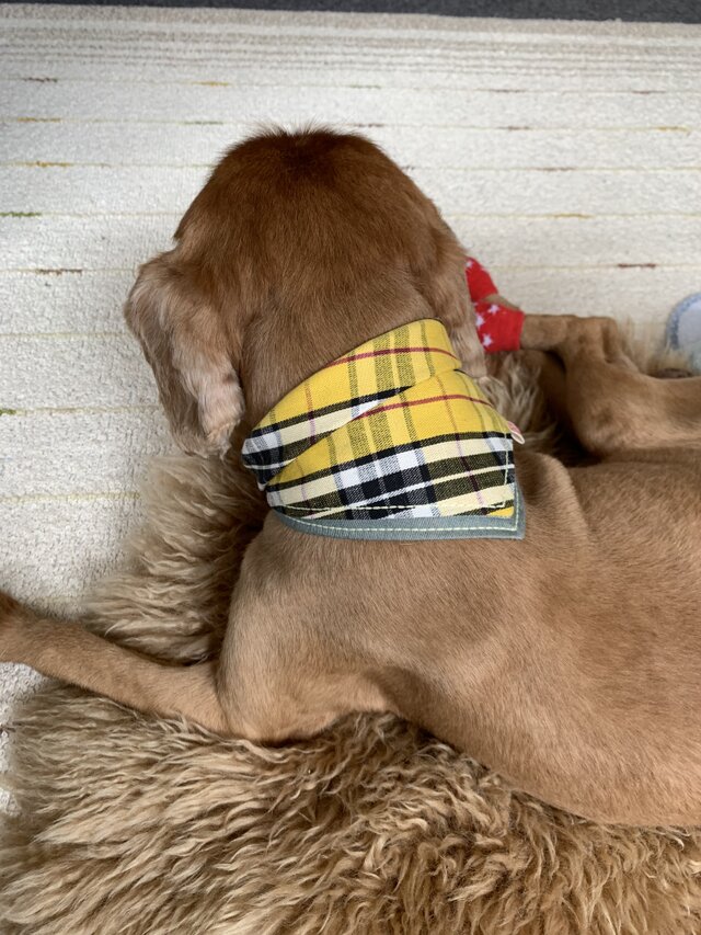 犬用バンダナ5-1.Lの画像1枚目