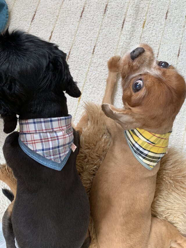 犬用バンダナ5-2.Sの画像1枚目