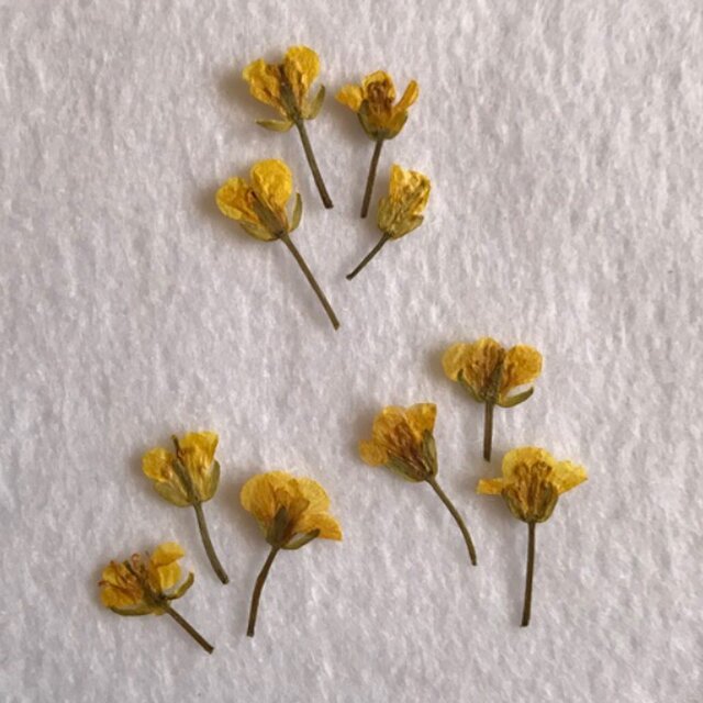 菜の花 押し花 お試し6枚の画像1枚目