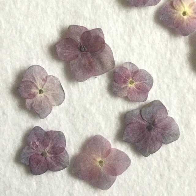 紫陽花 自然色ブパープル 10枚の画像1枚目
