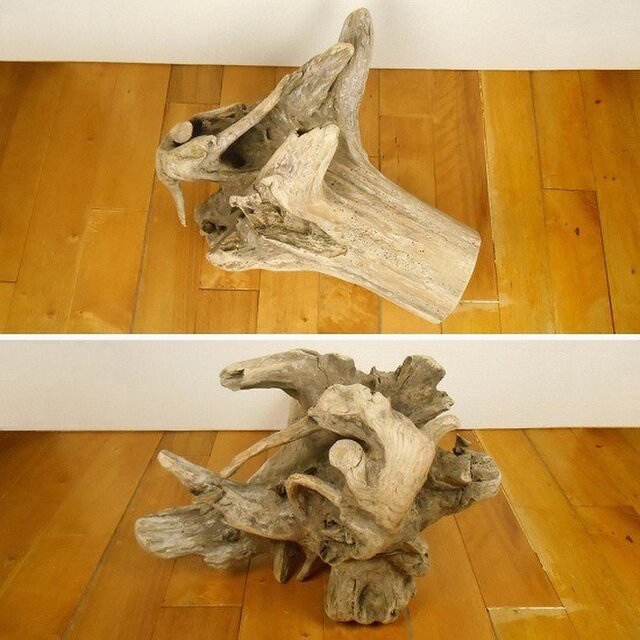 温泉流木】まっすぐ伸びる木の立派な根流木 インテリア素材 木材