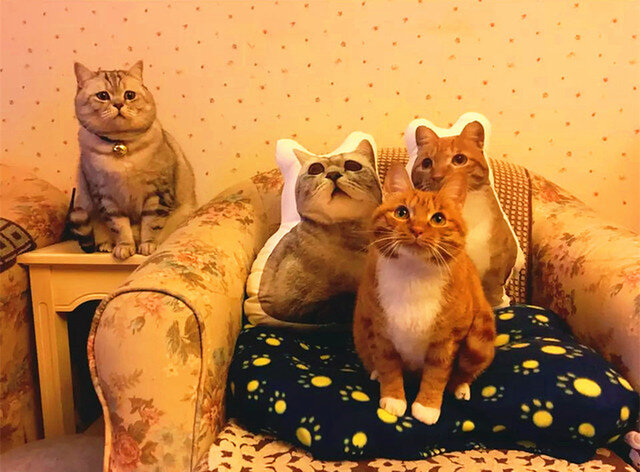 (お名前入りOK)✩オーダーメイド55cm✩ ワンちゃん、猫ちゃんのオーダークッションの画像1枚目
