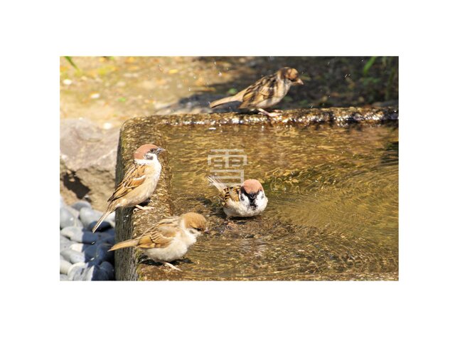 #43 雀の写真 ハガキサイズの画像1枚目