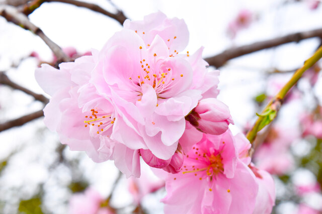 桜のポストカードセットの画像1枚目