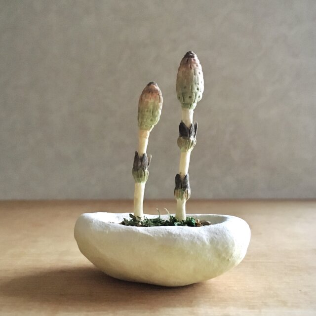 3555.bud 粘土の鉢植え つくしの画像1枚目