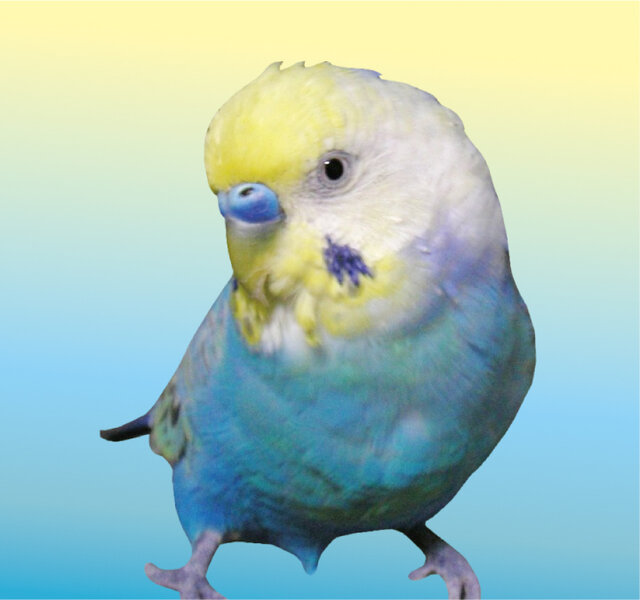 セキセイインコ あみぐるみ ストラップ 2羽セット