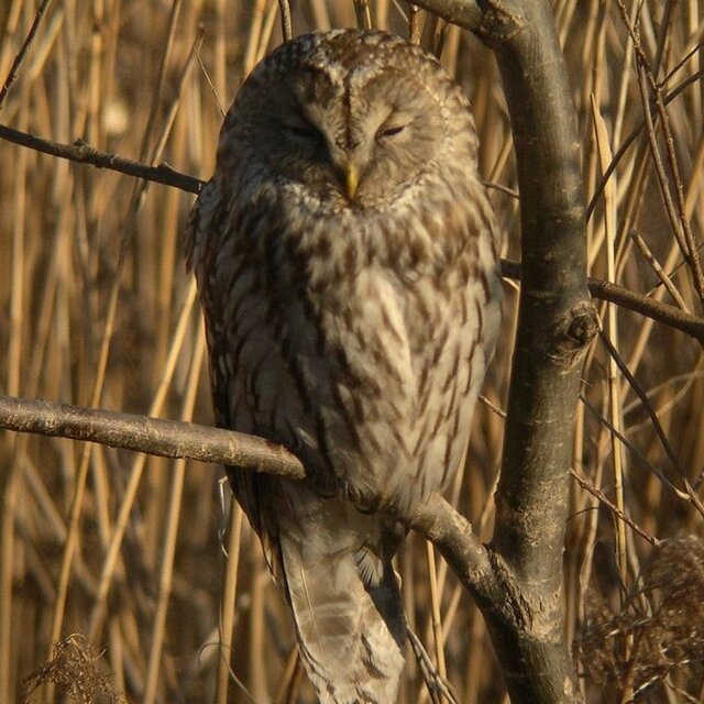 粘土の羽根飾り＿フクロウ＿ストラップ・イヤホンジャック＿中