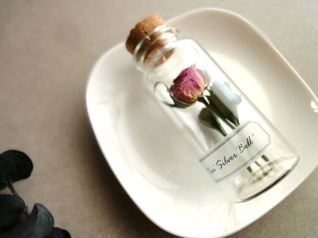 植物標本 Botanical Collection■No.R-44 バラ シルバーベルの画像1枚目