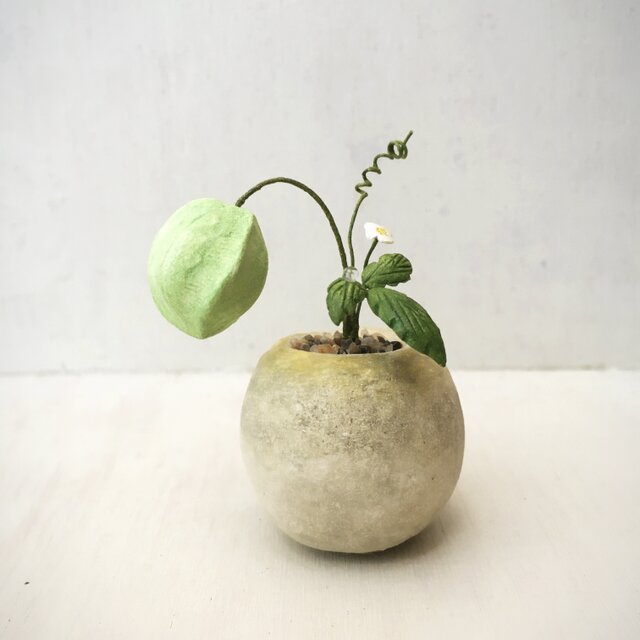 4836.bud 粘土の鉢植え フウセンカズラの画像1枚目