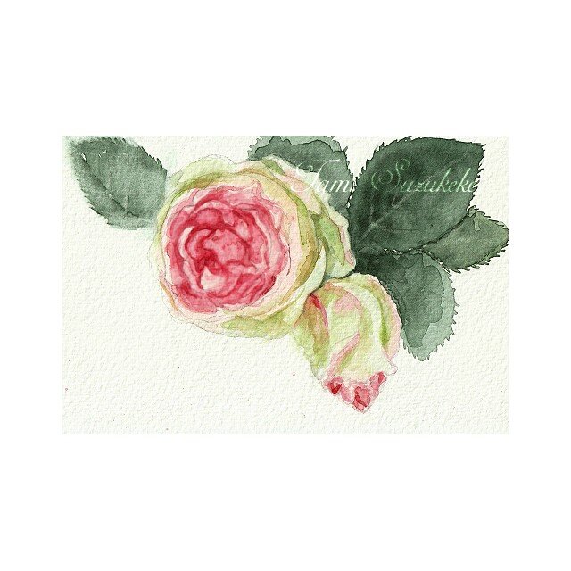 特価店 水彩画原画薔薇の絵ローズ - 美術品