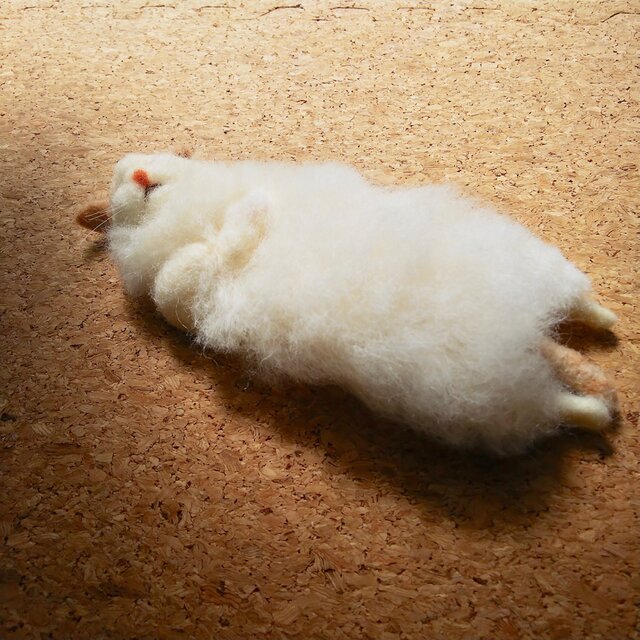 ナデナデ茶スコティッシュフォールド(仰向け)の画像1枚目
