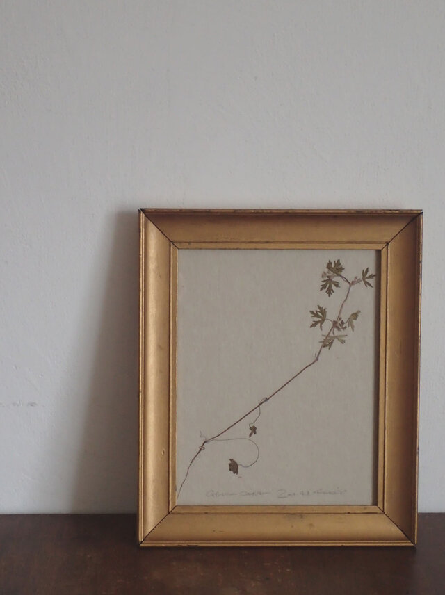 【身近な植物標本】アメリカフウロ の画像1枚目