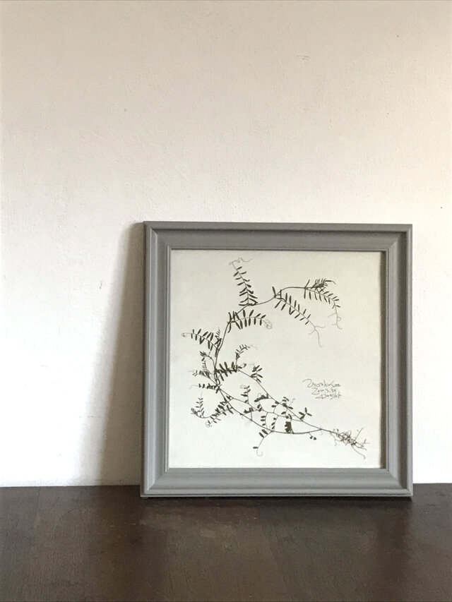 【身近な植物標本】スズメノエンドウ の画像1枚目