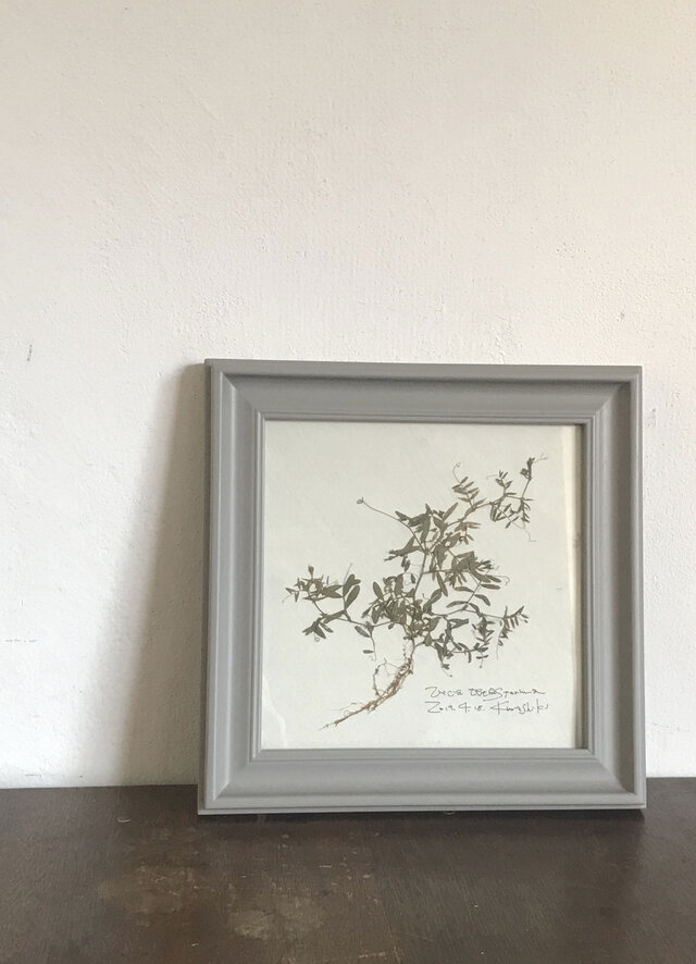 【身近な植物標本】カスマグサの画像1枚目