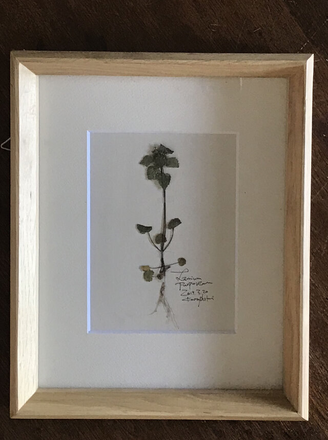 【身近な植物標本】ヒメオドリコソウの画像1枚目