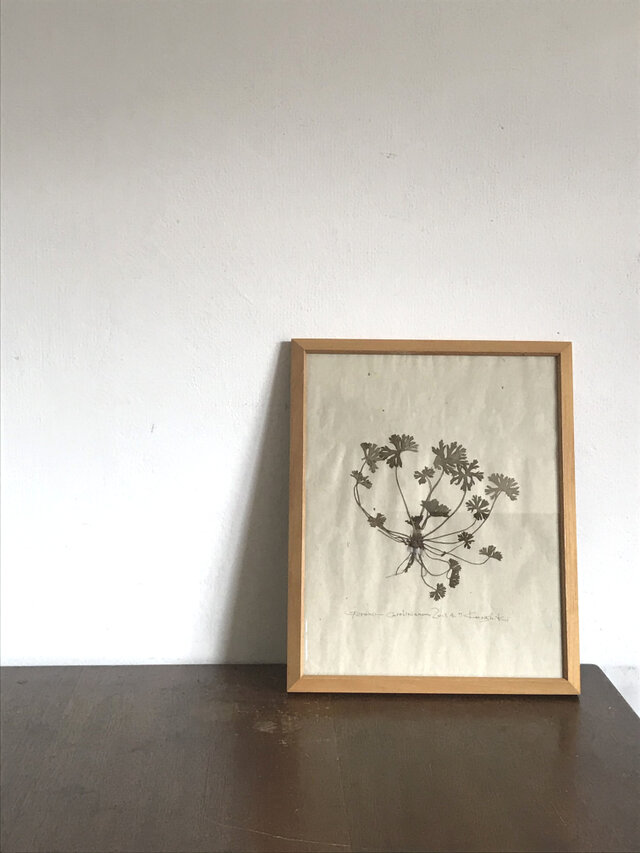 【身近な植物標本】アメリカフウロ の画像1枚目