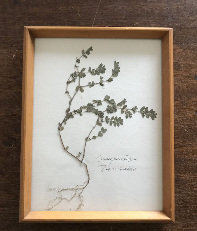 【身近な植物標本】コニシキソウ の画像1枚目