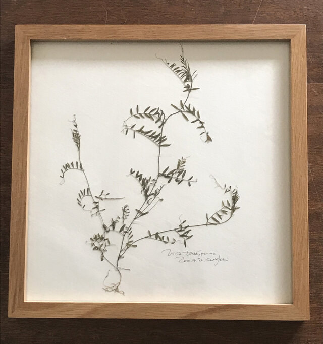 【身近な植物標本】カスマグサの画像1枚目