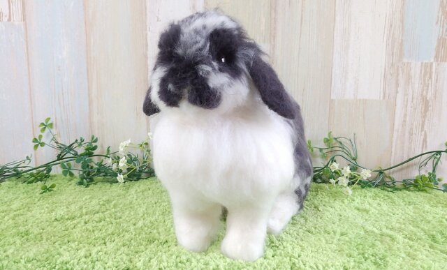 うさぎ様 新入りうさちゃん紹介♪ : うさぎブログ うさぎのしっぽ公式ブログ