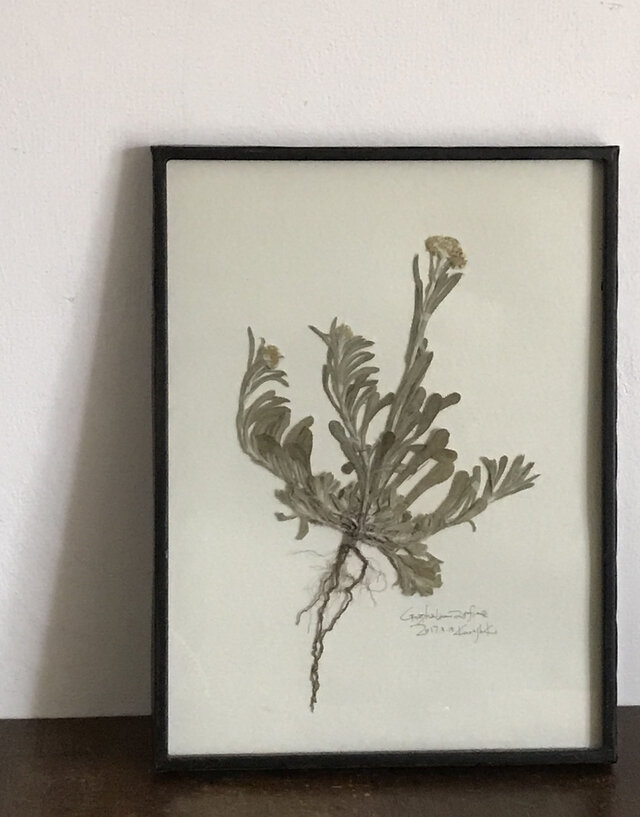 【身近な植物標本】ハハコグサの画像1枚目