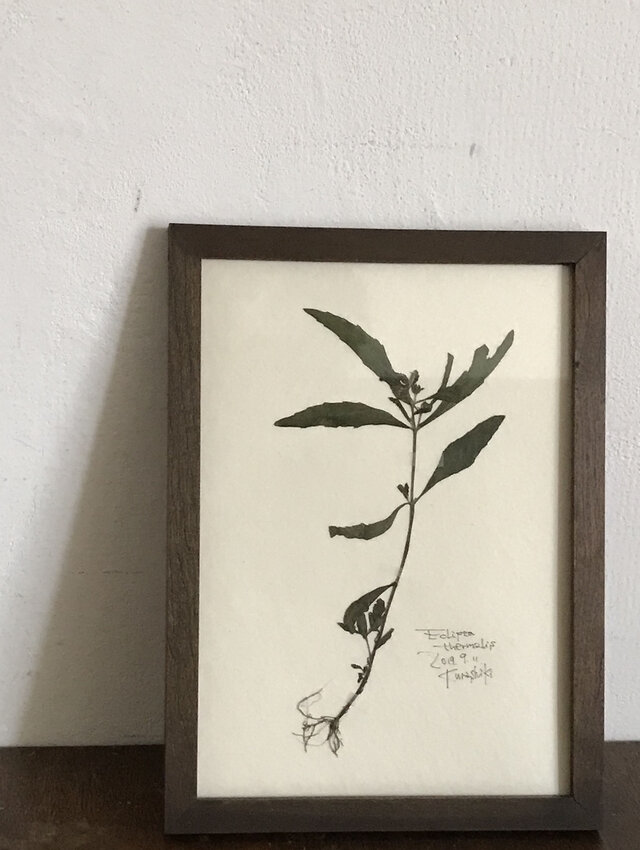 【身近な植物標本】タカサブロウ の画像1枚目