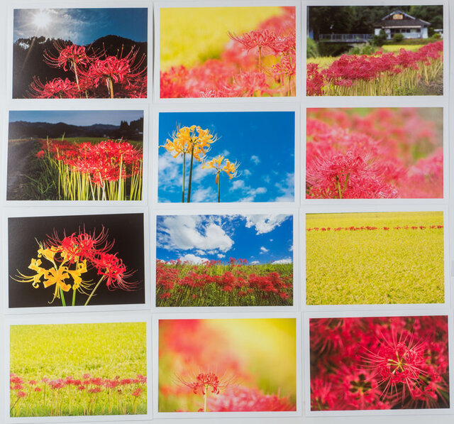Lサイズの写真・彼岸花の咲いてる風景色々12枚セット(L010-2