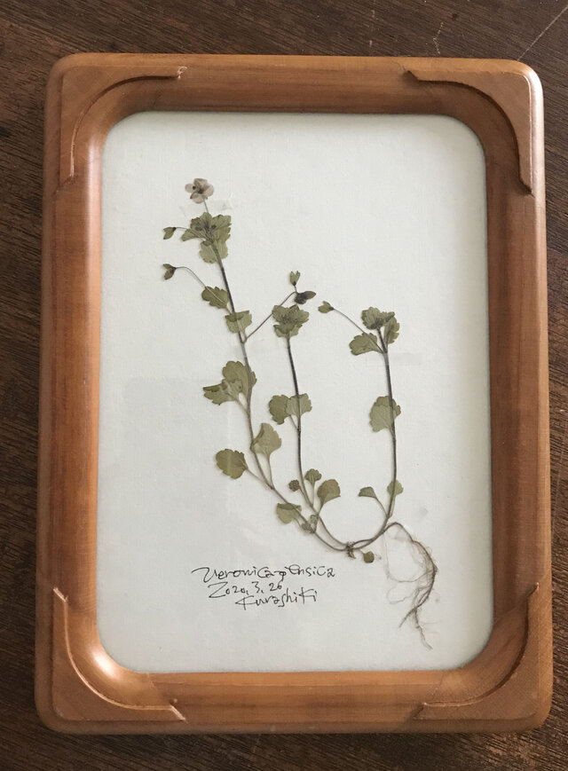 【身近な植物標本】オオイヌノフグリの画像1枚目