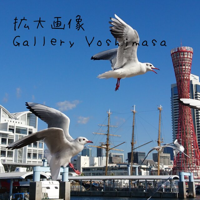 みなと神戸に咲く華 「ユリカモメ」 A3サイズ光沢写真横  写真のみ  送料無料