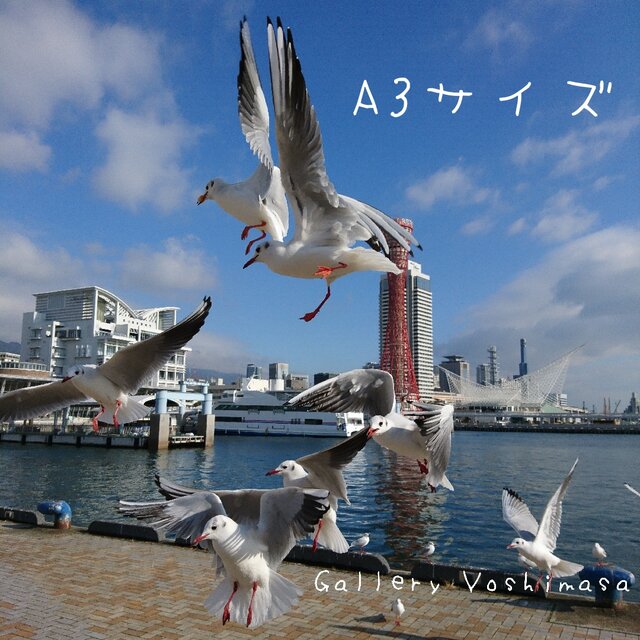 みなと神戸に咲く華 「ユリカモメ」 「カモメのいる暮らし」 A3 サイズ光沢写真縦 写真のみ 神戸風景写真の画像1枚目