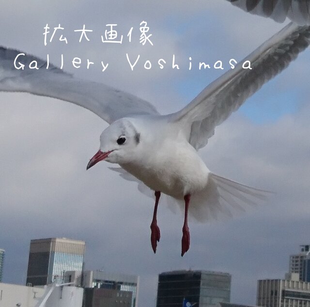 みなと神戸に咲く華 「ユリカモメ」 「カモメのいる暮らし」 A3