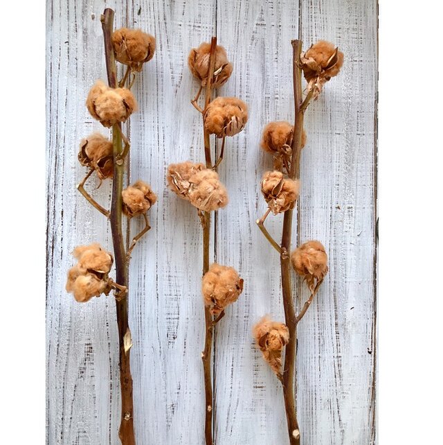 コットンフラワー １本 ５ヘッド 高クオリティ ドライフラワー 花材 ブラウン 綿花 綿の花 綿の実 インテリア 星月猫 Iichi ハンドメイド クラフト作品 手仕事品の通販