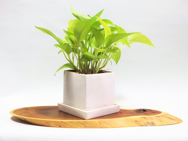 天然木花台・飾り台 KD-19 エンジュ斜め輪切り | iichi 日々の暮らしを