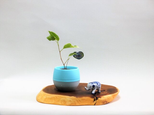 天然木花台・飾り台 KD-18 エンジュ斜め輪切り | iichi 日々の暮らしを