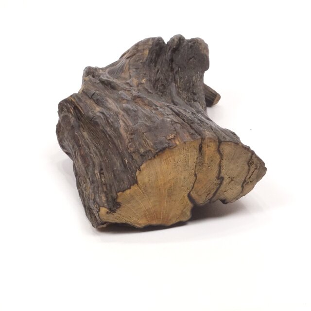 流木の形状 木製置物 黒い台座付き 温泉流木】流れる幹流木ダーク色素の飾り台座 置台 スタンド