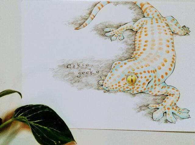 トッケイヤモリ -Gekko gecko-の画像1枚目