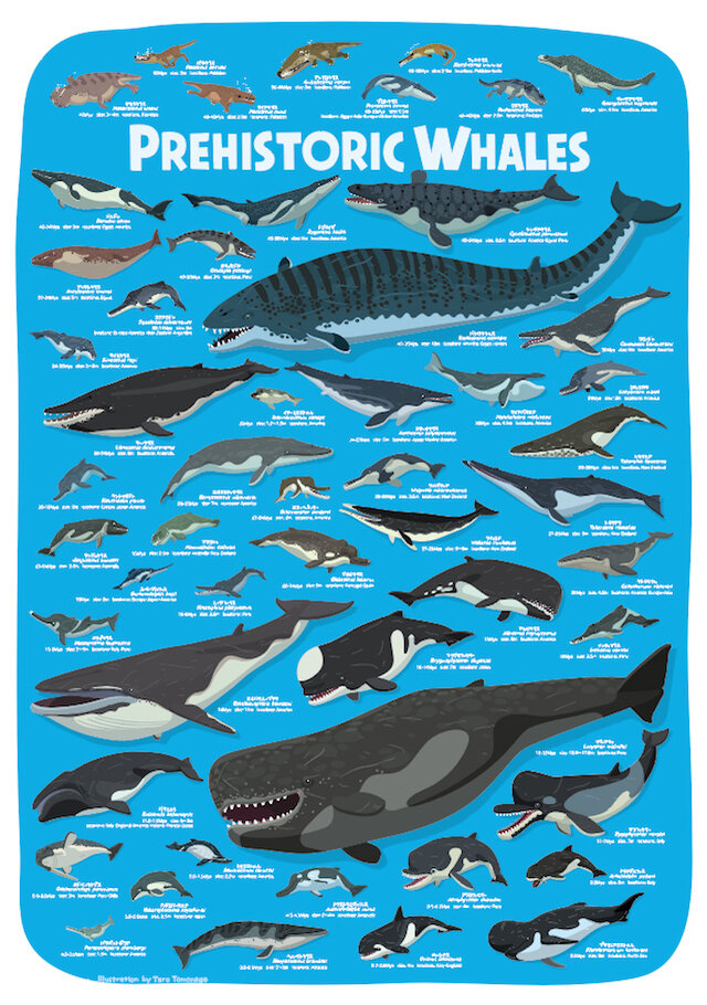 クジラの進化a2ポスター Iichi ハンドメイド クラフト作品 手仕事品の通販