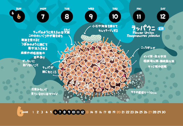 2021ウニずかんカレンダー（エコパック） | iichi 日々の暮らしを