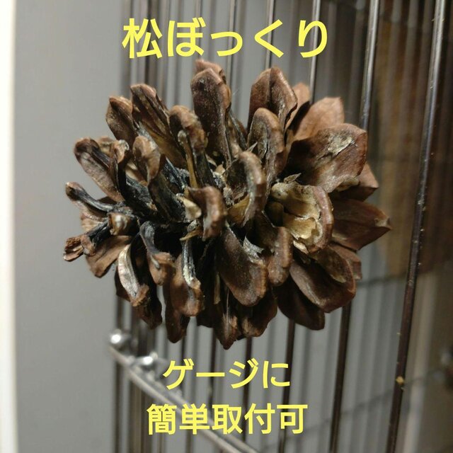 かじかじ松ぼっくり（TOY-01-008) | iichi 日々の暮らしを心地よくする
