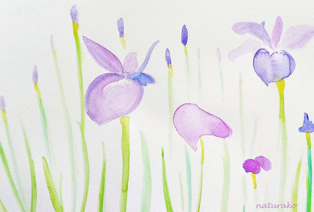 水彩画「菖蒲」ポストカード 3枚セット 淡い色 ナチュラコ