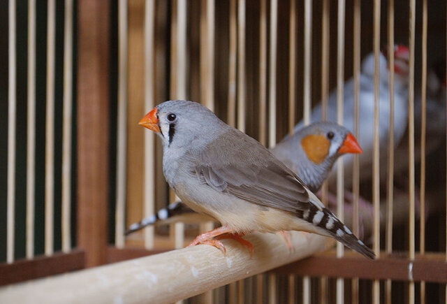 木と竹の鳥かご_クロ【W500mm×D420mm×H550】 | iichi 日々の暮らしを心地よくするハンドメイドやアンティークのマーケットプレイス