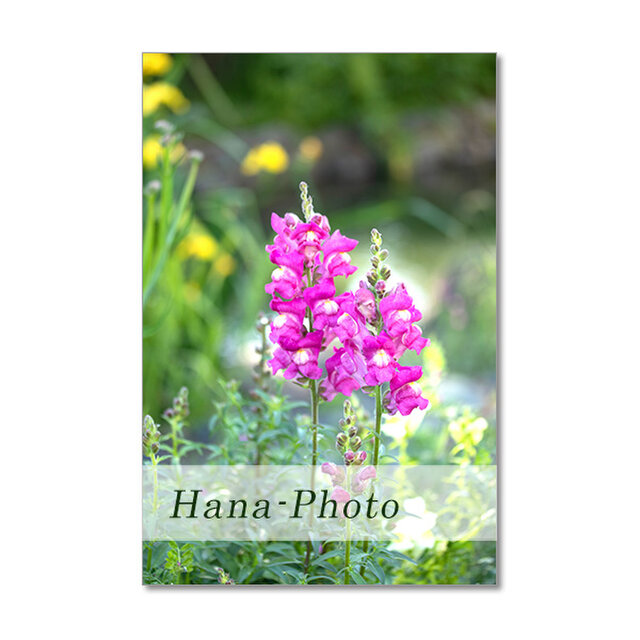 1468)ピンクの花（西洋オダマキ、金魚草、マーガレット、スイート 