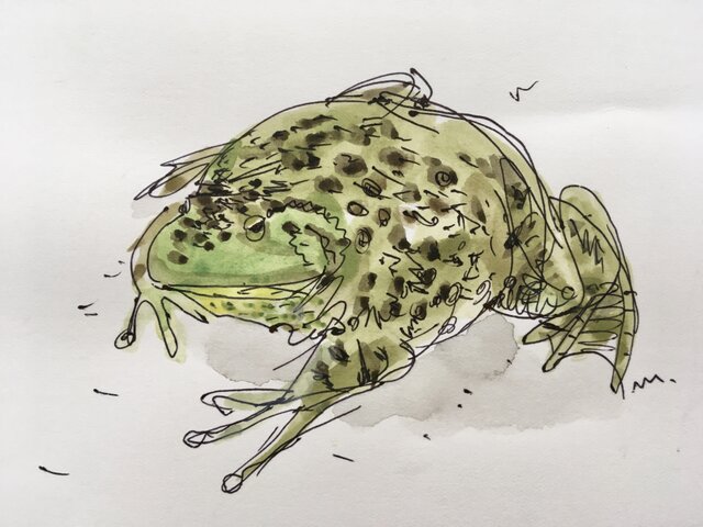 額付きアート「ウシガエル」水彩画 原画 | iichi 日々の暮らしを